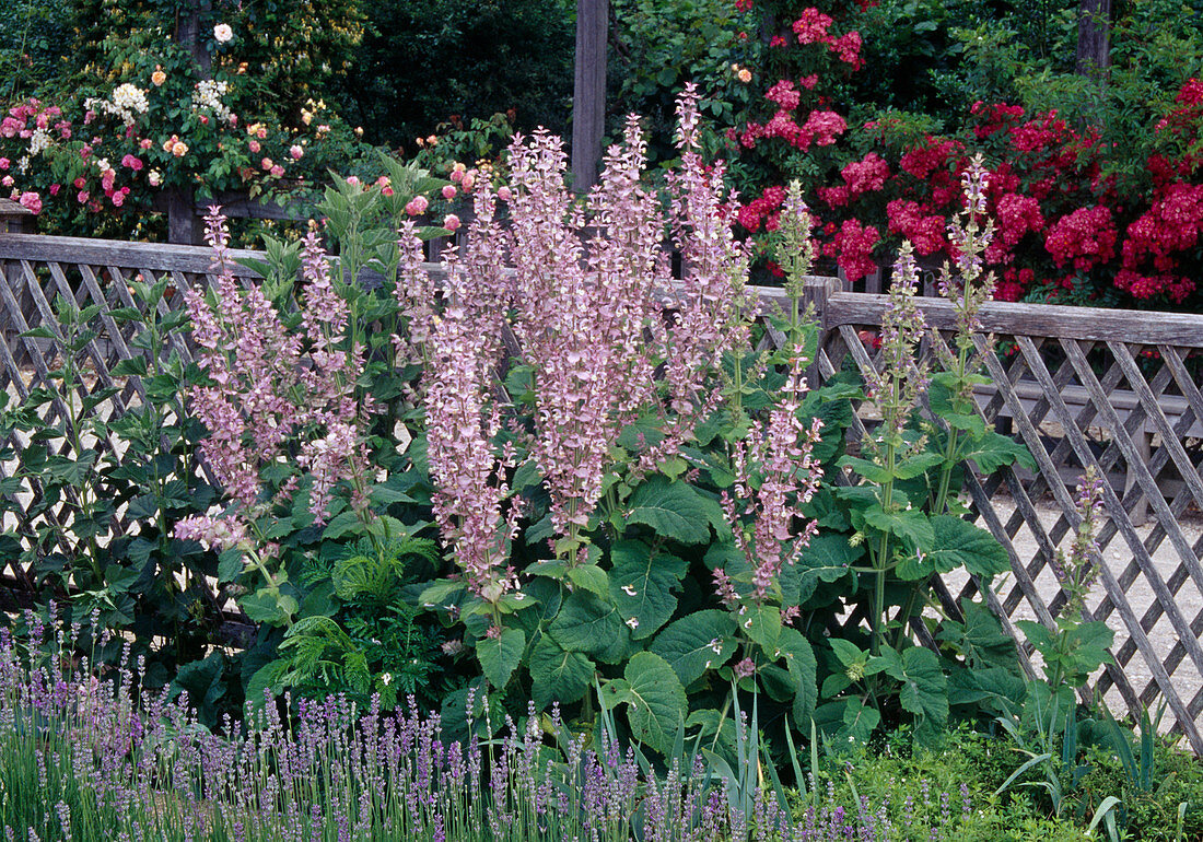 Salvia sclarea (clary sage) by the fence