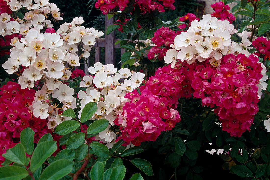 Rosa 'Toby Tristam', 'Maria Lisa', rambler roses, climbing roses, single flowering, fragrance