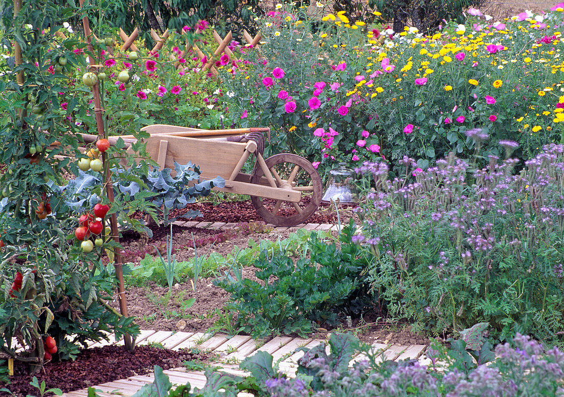 Farm garden with vegetables and summer flowers, taxiway as a garden path