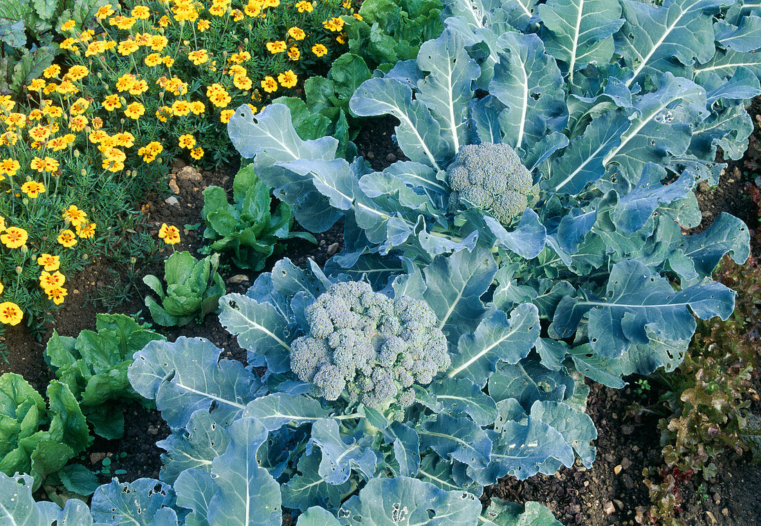 Brassica oleracea italica 'Shogun' Brokkoli , Tagetes (Studentenblumen)