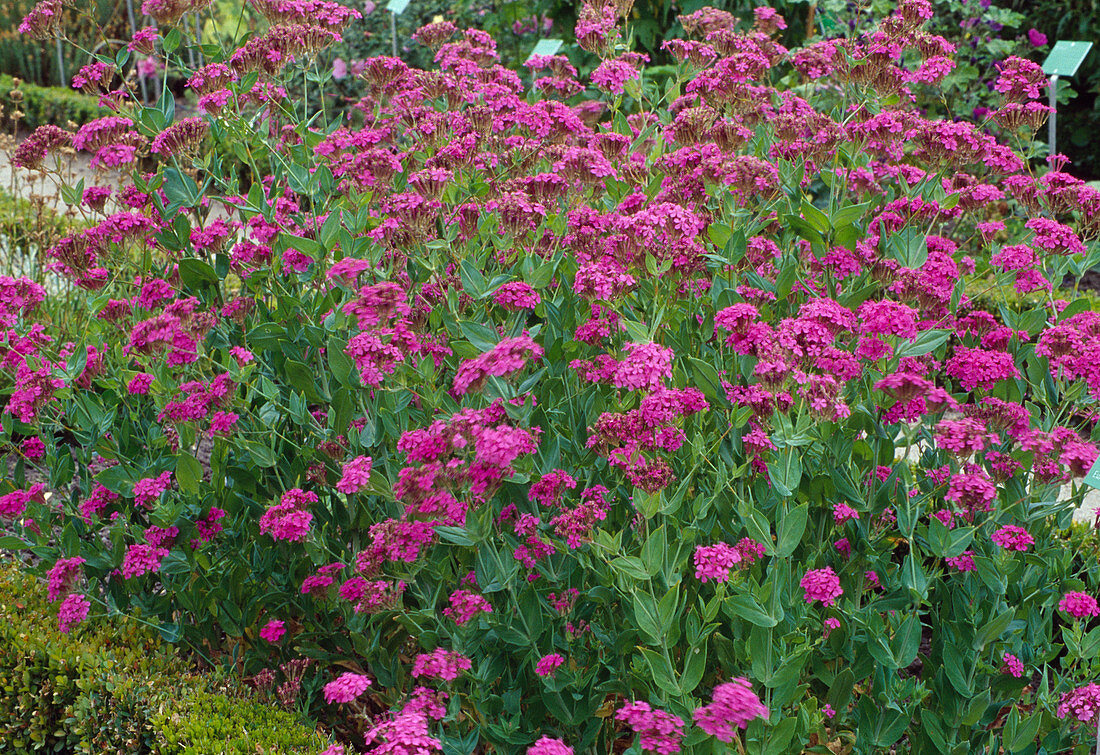 Silene armeria (clove primrose)