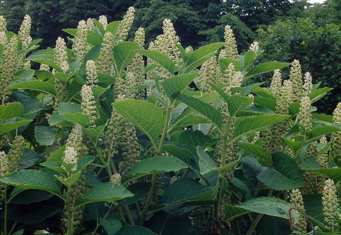 Phytolacca acinosa (pokeweed)