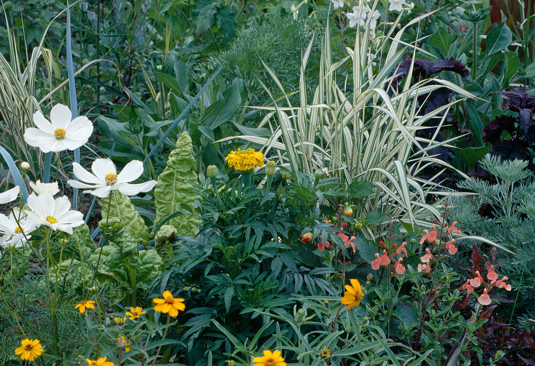 Phalaris (reed canary grass), Salvia (sage), Cosmos (jewelweed), Tagetes (marigolds) and Chard (Beta vulgaris)