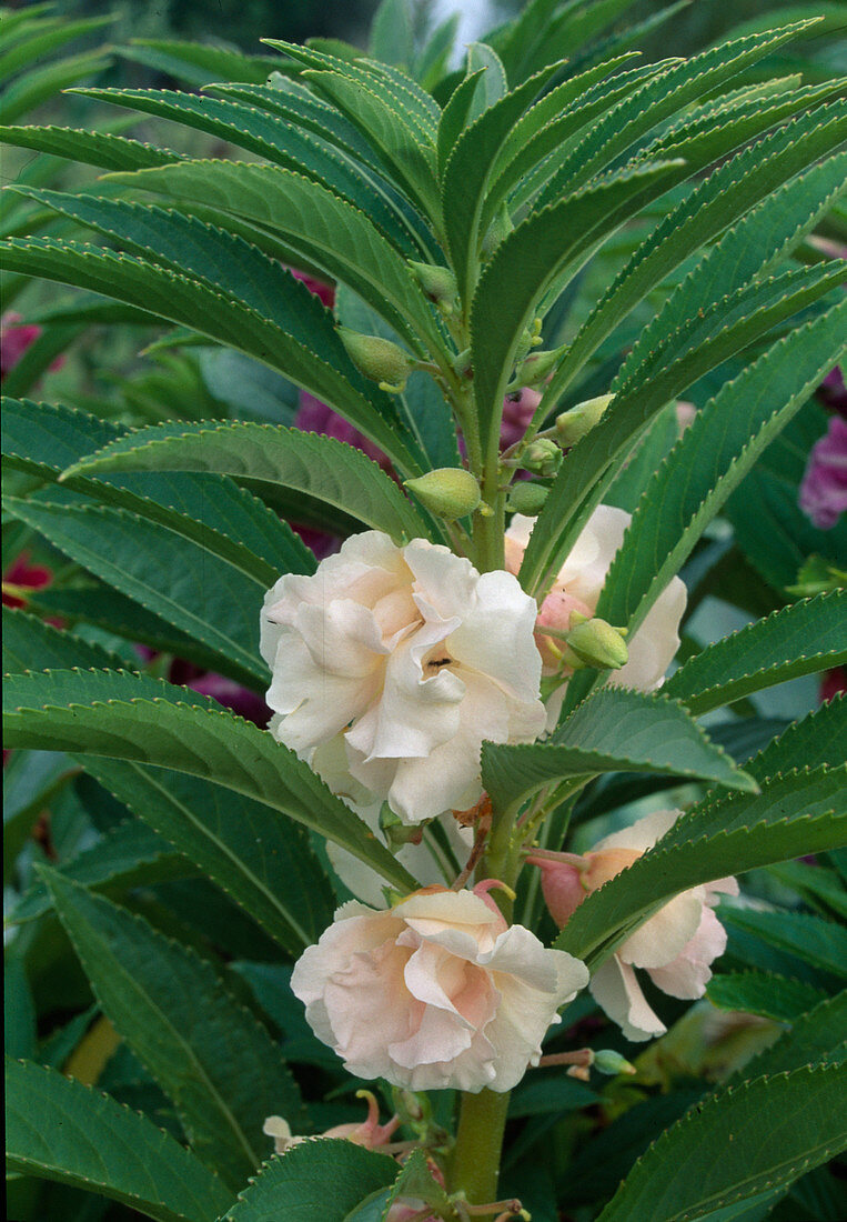 Impatiens balsamina (Balsamine)