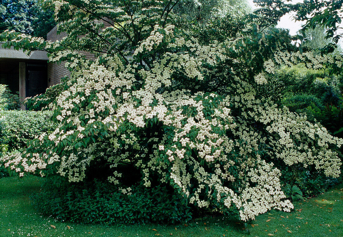 Cornus kousa chinensis 'Claudia' (Blumenhartriegel)