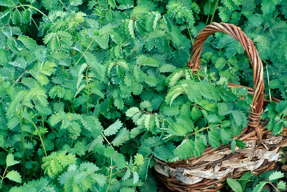 Sanguisorba minor (Pimpinelle) with water drops, basket in the bed