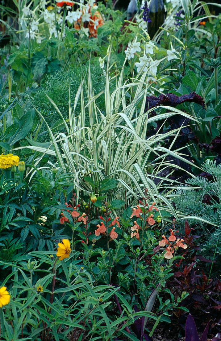 Sommerblumen und Gras kombiniert: Phalaris arundinacea (Rohrglanzgras), Salvia (Salbei)