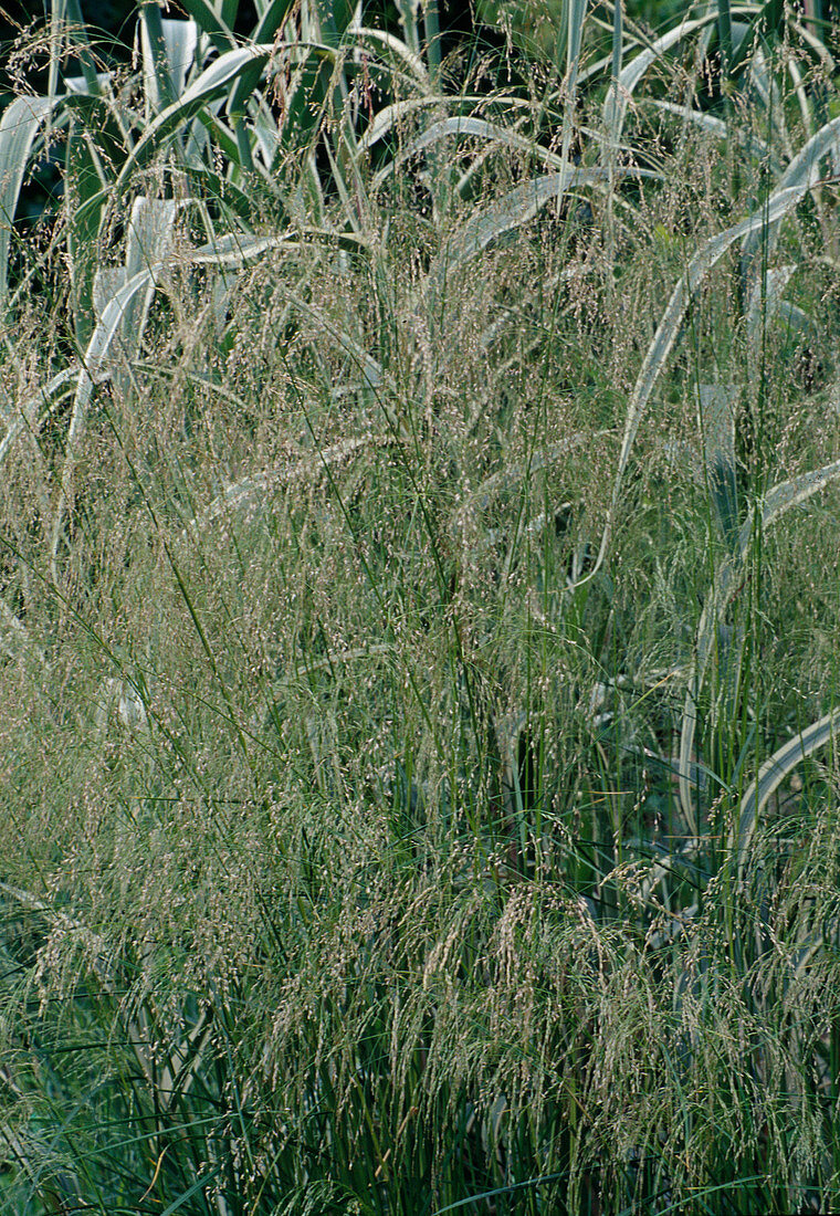 Deschampsia cespitosa (Lawn grass)
