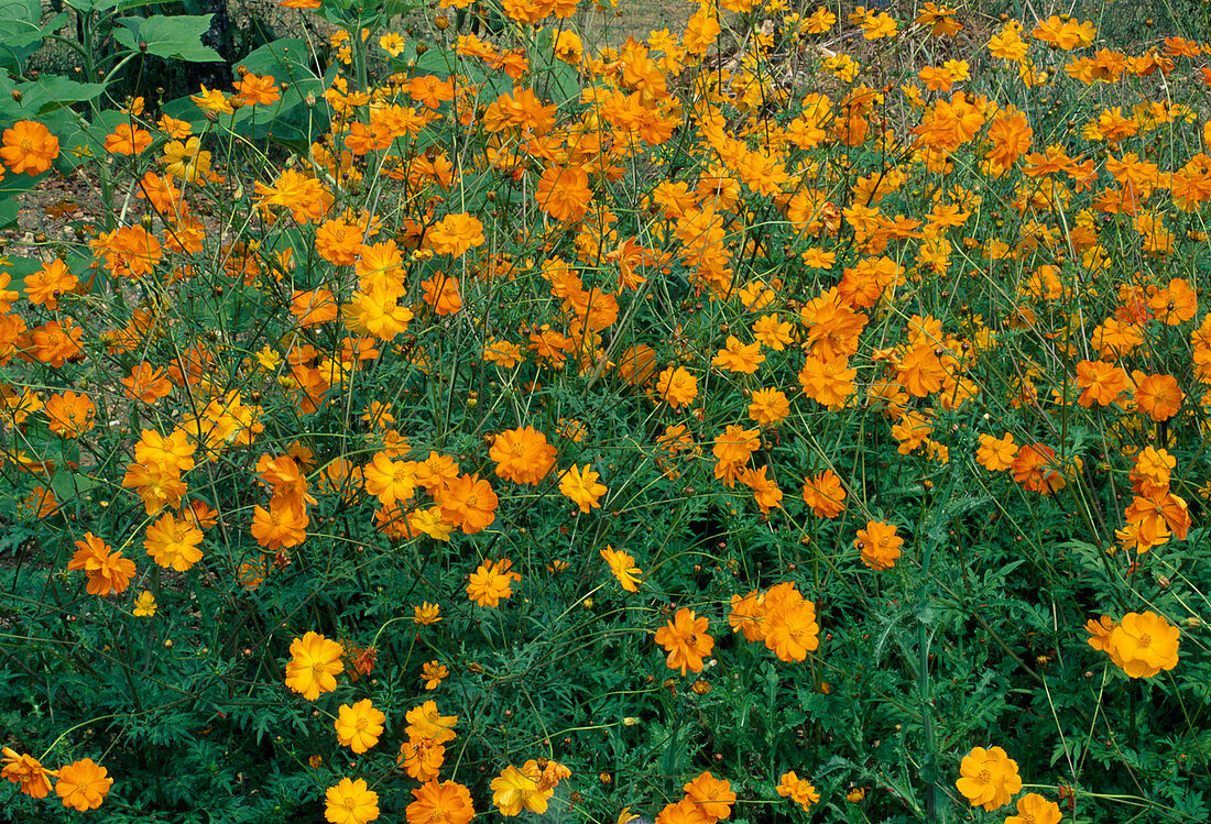 Cosmos sulphureus (Jewel Basket)