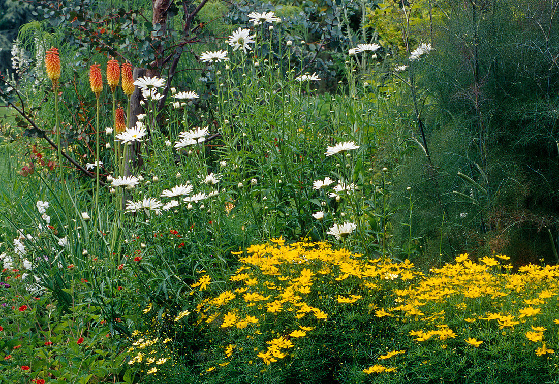 Coreopsis verticillata (Mädchenauge), Leucanthemum (Margeriten), Kniphofia (Fackellilie) und Fenchel (Foeniculum)