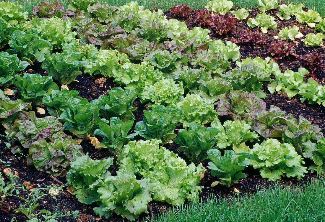 Bed with different salads (lettuce)