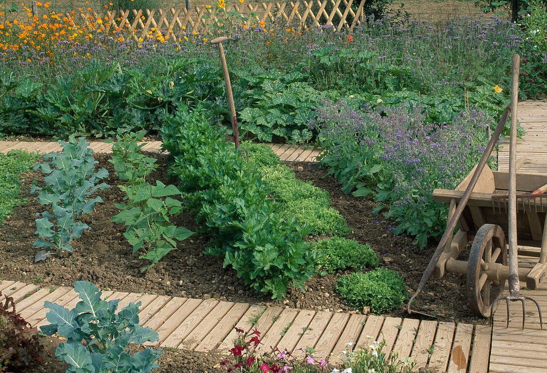 Mixed cultivation with borage (Borago), celery (Apium), beans (Phaseolus), broccoli (Brassica), courgettes (Cucurbita), rolling paths, wheelbarrow, hoe, wedge, digging fork