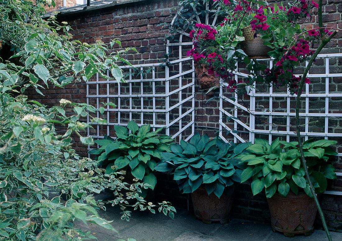 Hosta fortunei (Funkien) in Terrakottakübeln vor Rankspalier an Hauswand, Petunia (Petunie) in Korb-Ampel