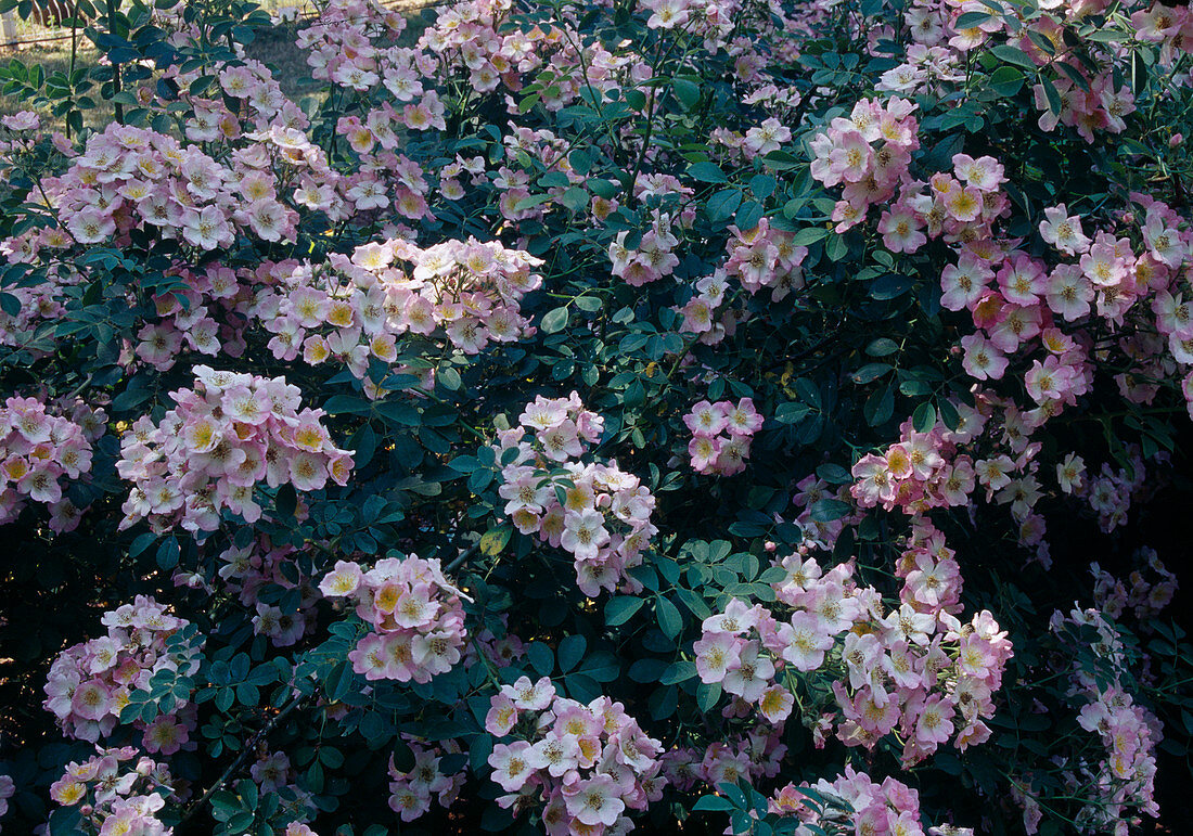 Rosa 'Kew Rambler' - Kletterrose, Ramblerrose, einmalblühend