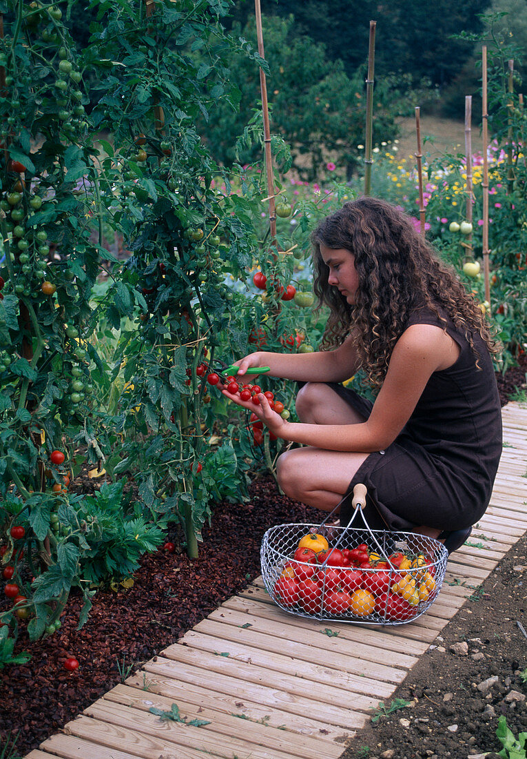 Frau erntet Tomaten (Lycopersicon) im Garten, Drahtkorb mit gelben und roten Tomaten