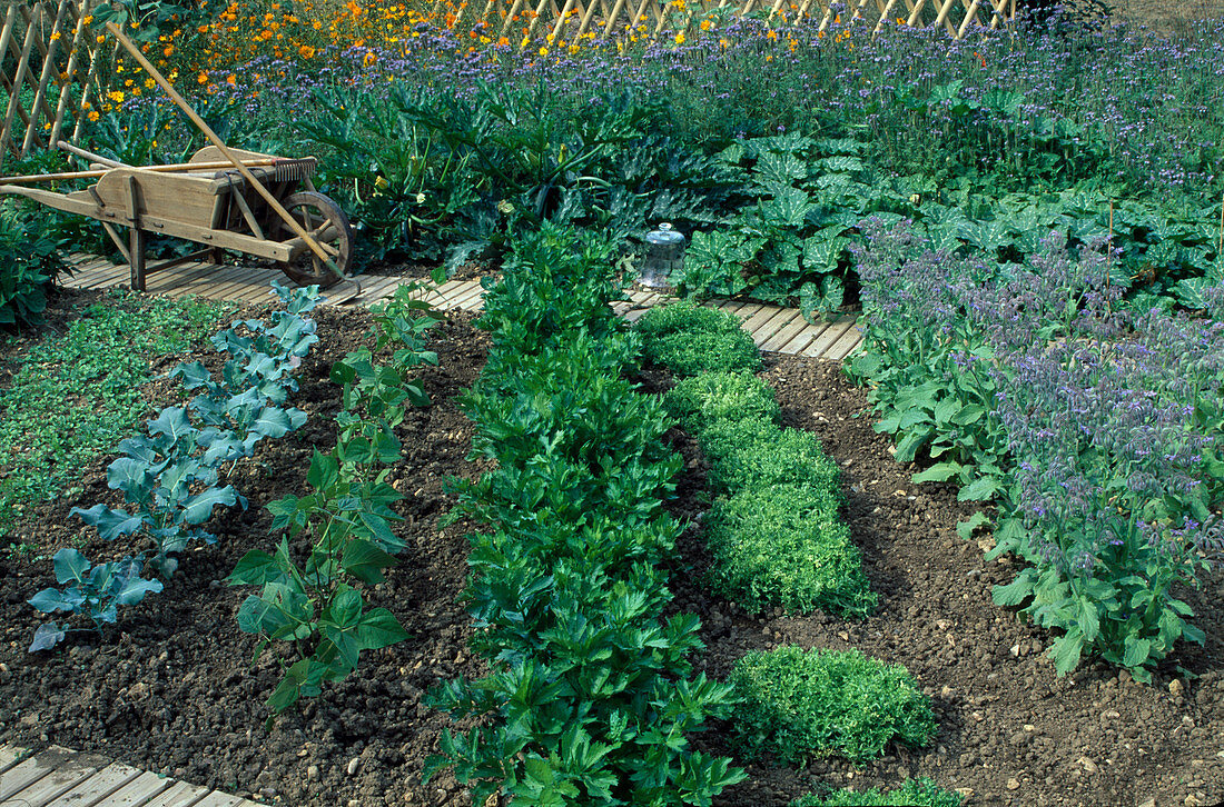 Mixed culture of vegetables, herbs and summer flowers