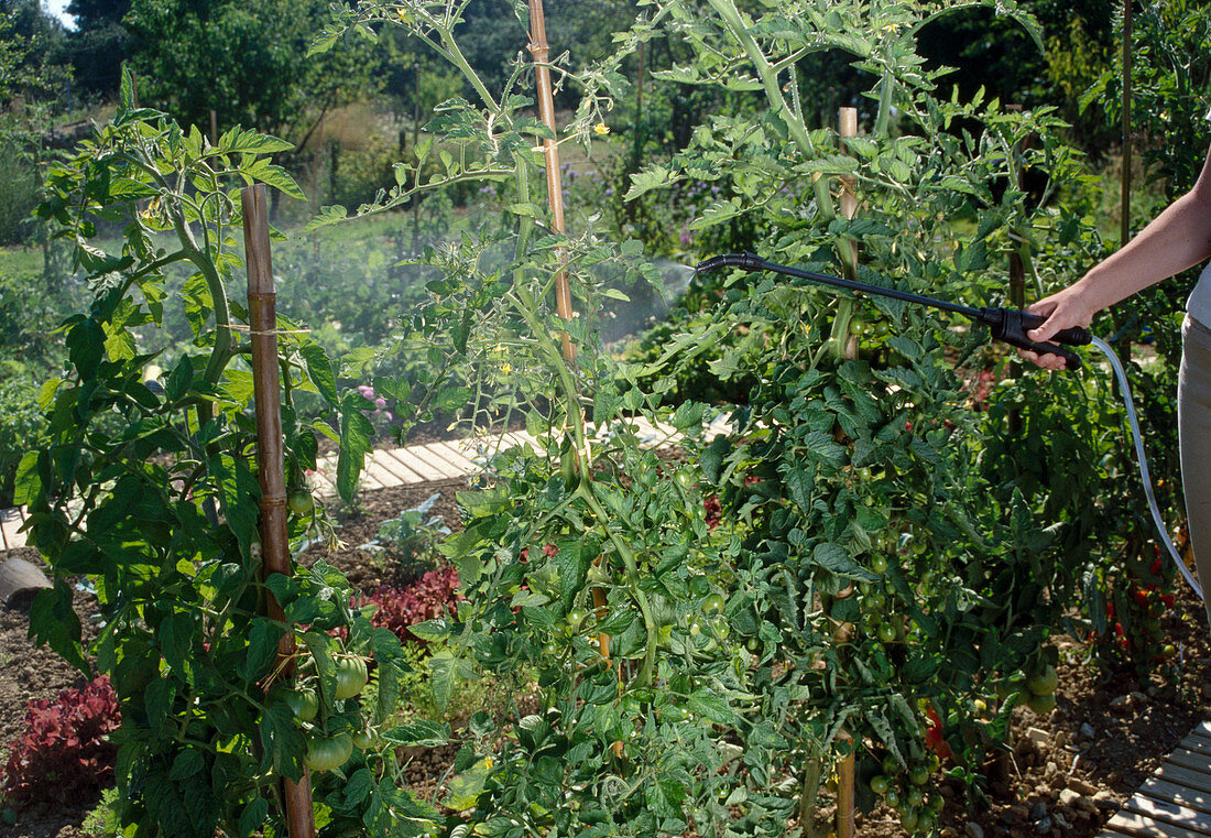 Spray tomatoes (Lycopersicon) preventively against fungal diseases