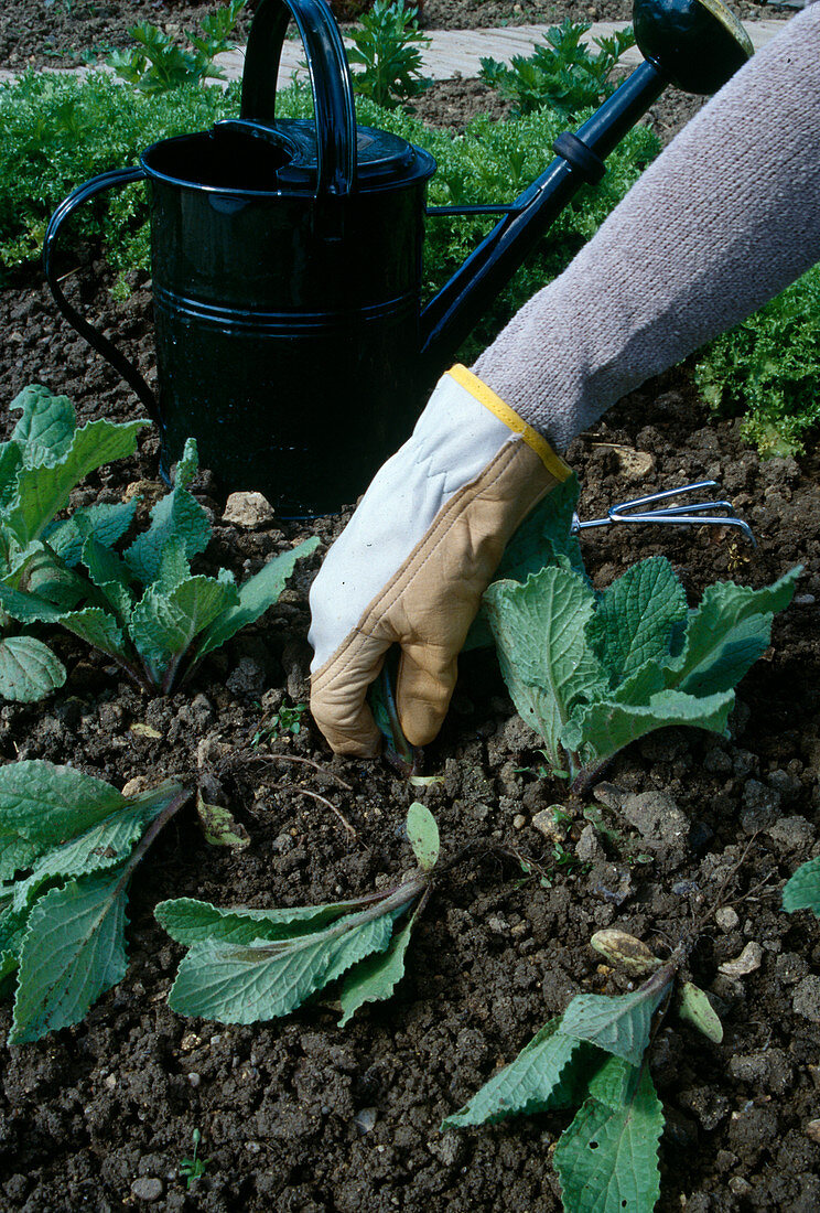 Thin out borage that has grown too densely so that the plants become stronger, watering can