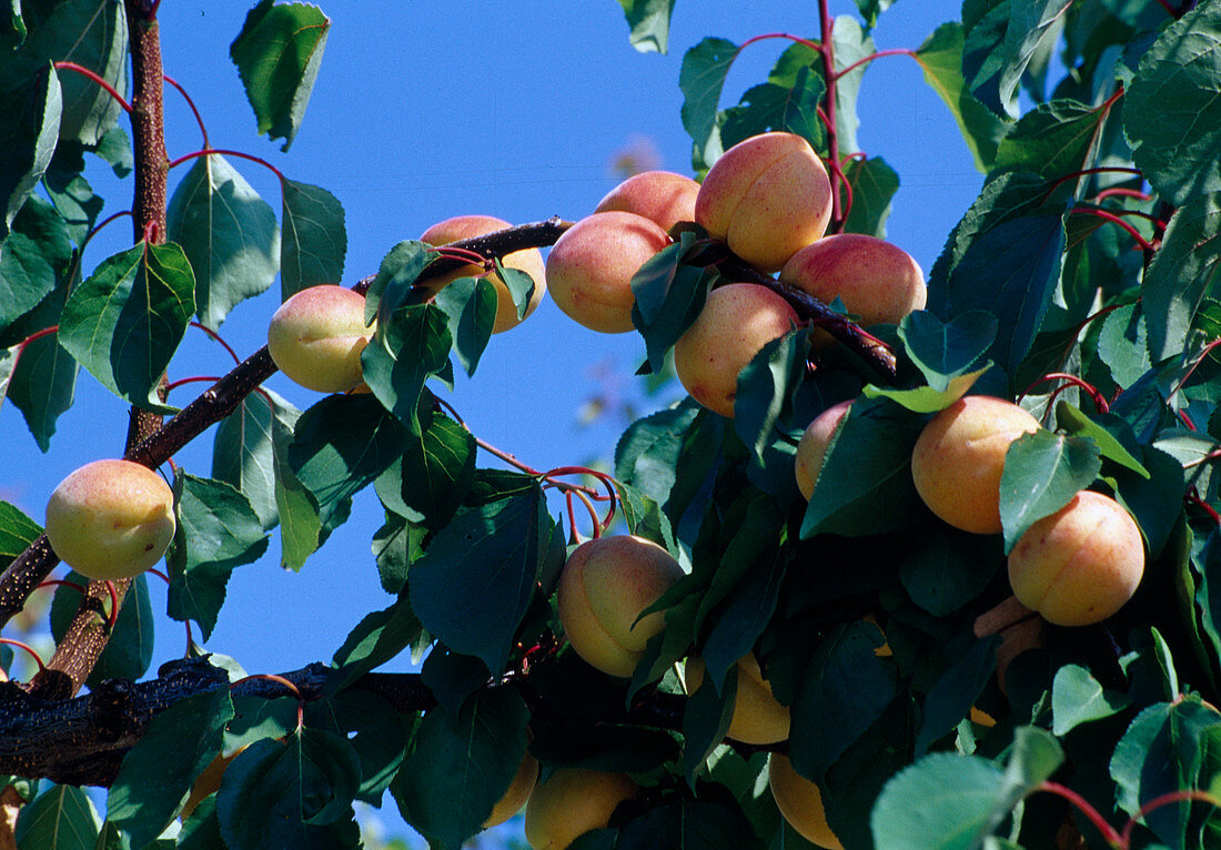 Apricot 'Bergeron'