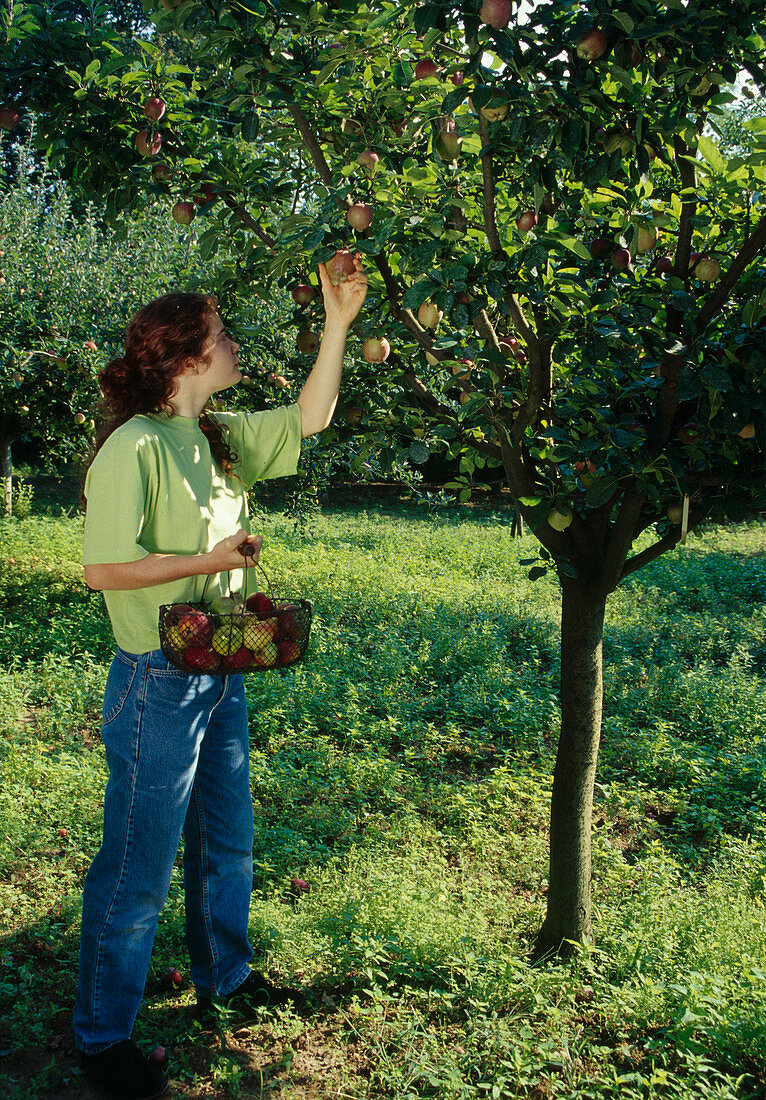 Woman picking apples (Malus)