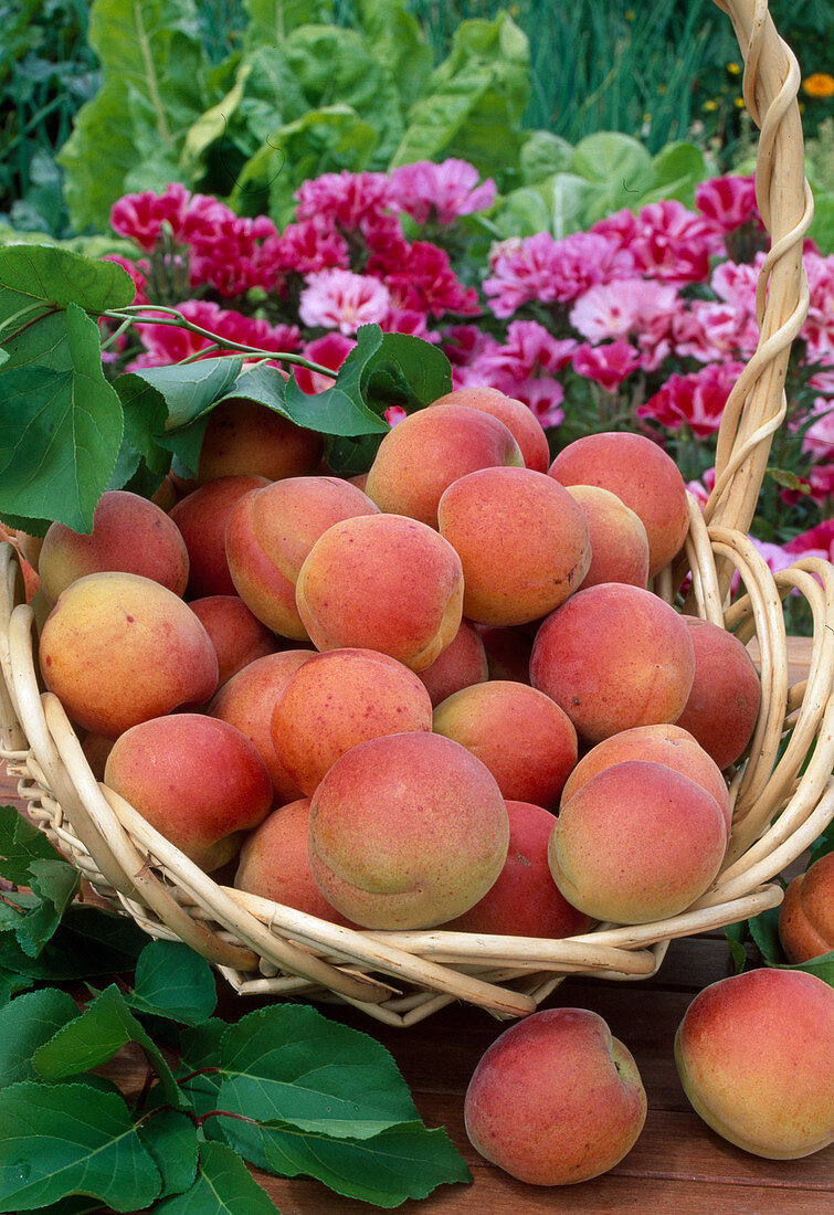 Apricot 'Bergeron'