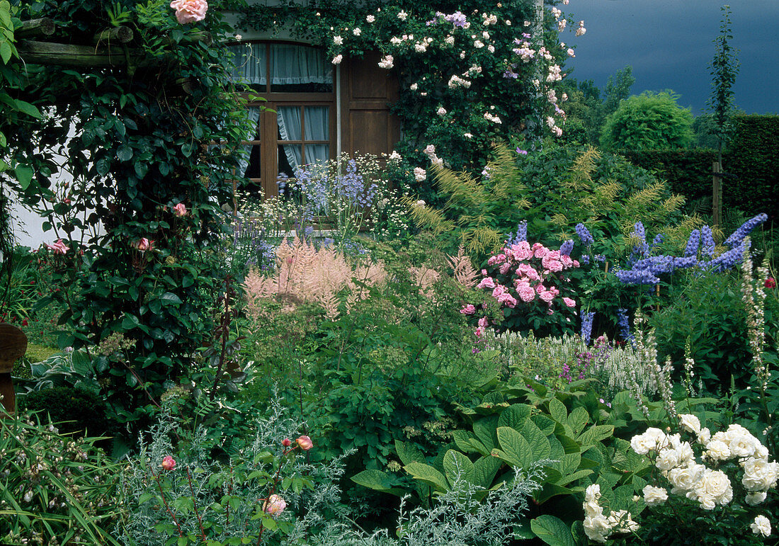 Rosa 'Madame Alfred Carriere' (Kletterrose) - am Haus, Aruncus (Geißbart), Astilbe (Prachtspiere), Rodgersia aesculifolia (Kastanienblättriges Schaublatt), Delphinium (Rittersporn) und Beetrosen