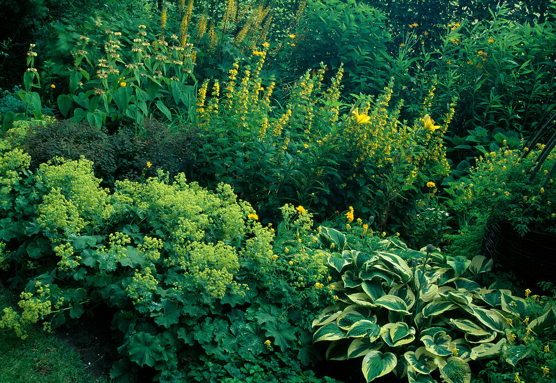 Alchemilla mollis (lady's mantle), Lysimachia punctata (golden felderwort), Hosta (hosta), Phlomis (fireweed)