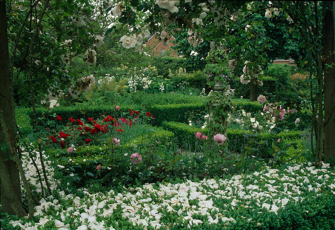 Rosa 'New Dawn', 'Lili Marleen', 'Queen Elisabeth' (Rosen), Buxus (Buchs-Hecken) als Einfassung