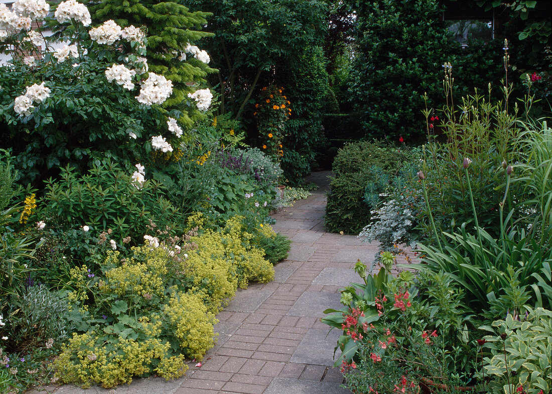 Rose 'Sally Holmes', Alchemilla mollis, Salvia, Agapanthus