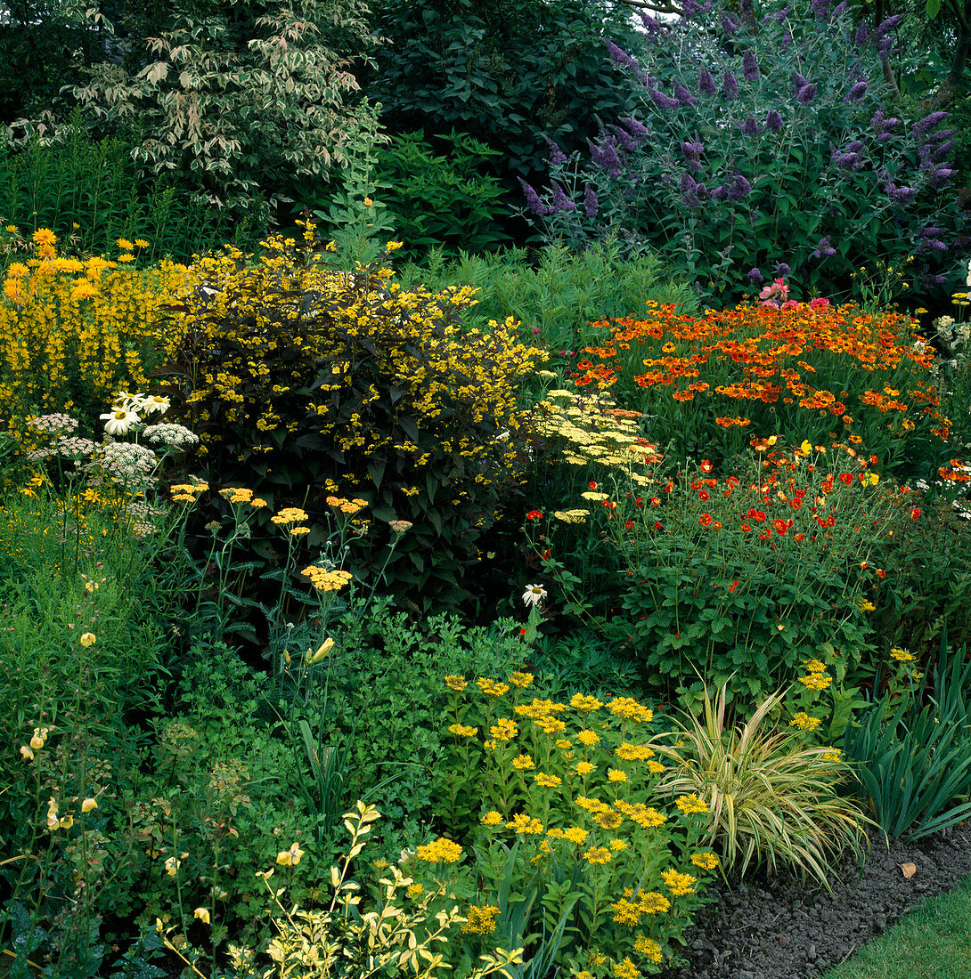 Lysimachia 'Firecracker' (bronze field plant), Lysimachia punctata (golden field plant), Helenium 'Crimson Beauty' (sunflower), Sedum aizoon (stonecrop), Achillea (yarrow), Buddleja (summer lilac) in back