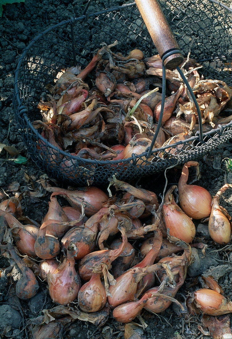 Freshly harvested onions (Allium cepa) in basket