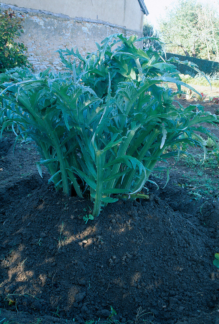 Pile up artichoke (Cynara scolymus) as winter protection