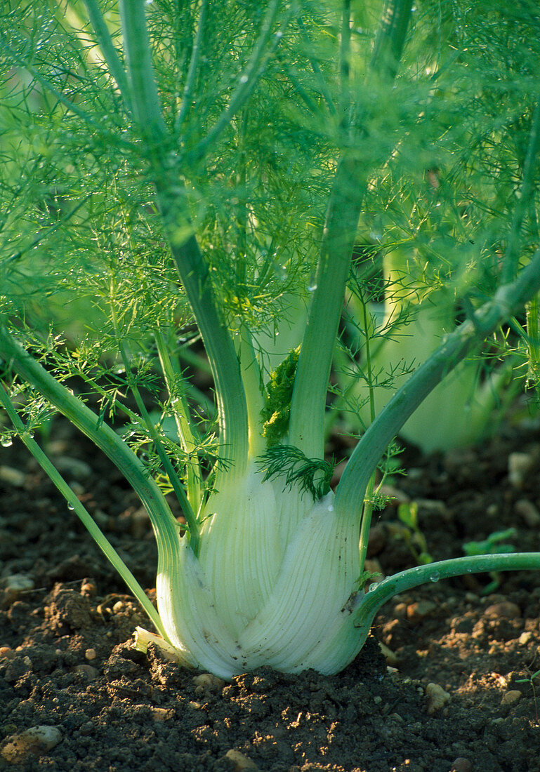 Tuberous fennel in the vegetable patch