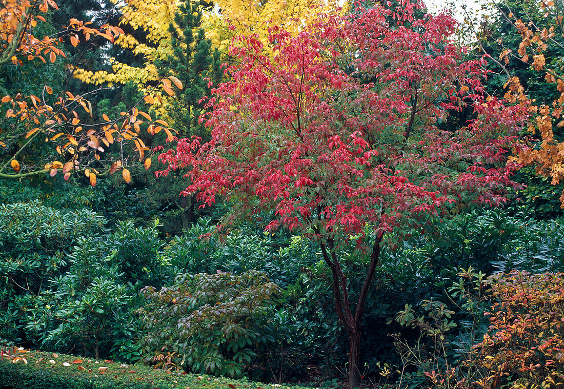 Acer griseum (cinnamon maple) in autumn coloration