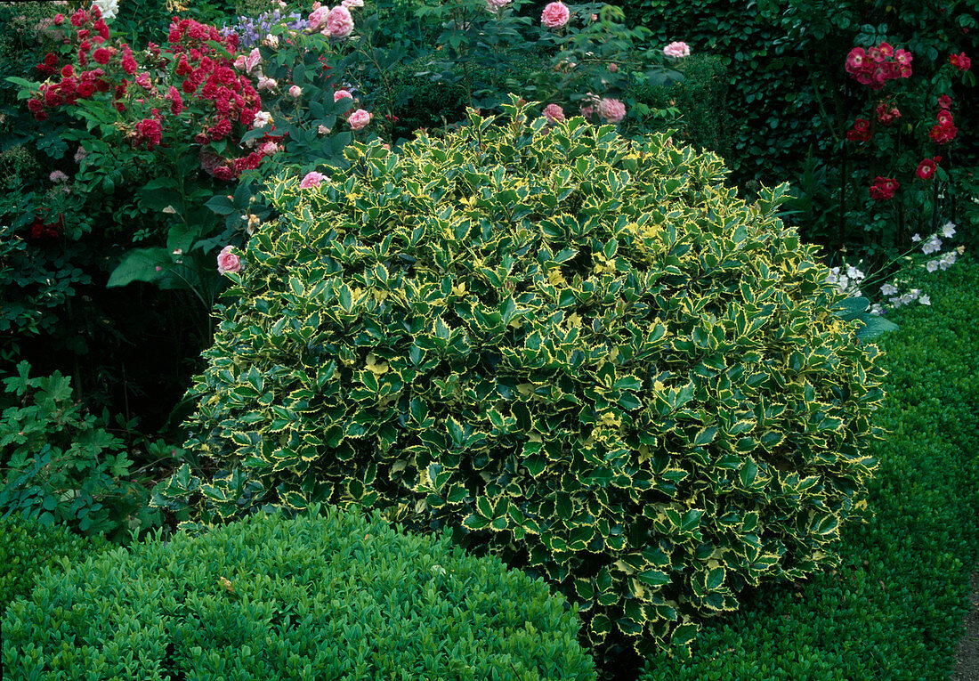 Ilex aquifolium 'Aureomarginata' European Holly, globose cut