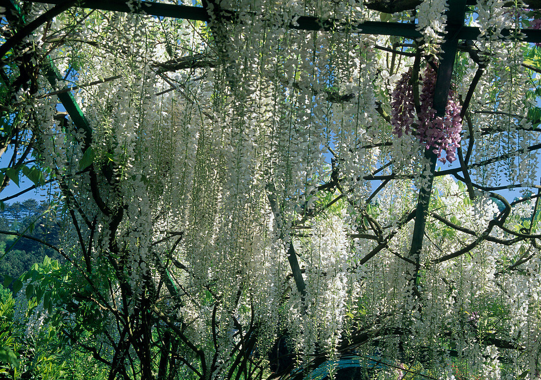 Wisteria