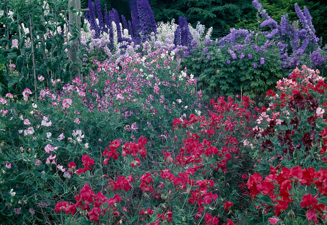 Lathyrus odoratus (sweet pea) and Delphinium (delphinium)