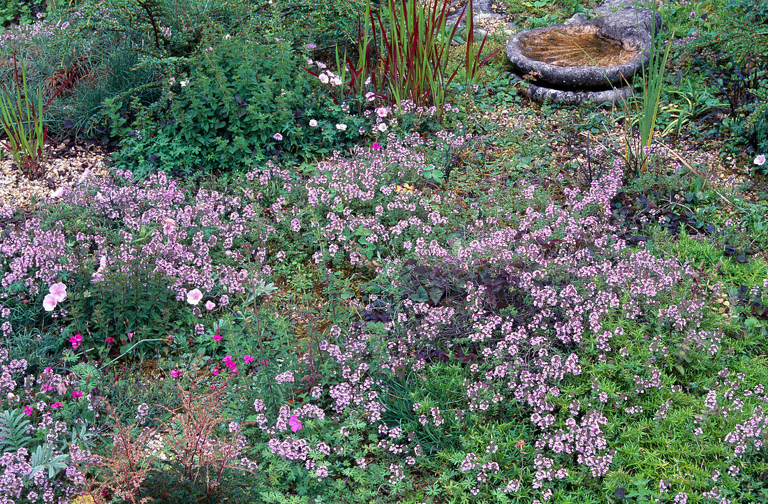 Thymus serpyllum (Sand-Thymian) als Bodendecker im Kiesbeet, Imperata cylindrica (Japanisches Rotgras), Geranium (Storchschnabel), muschelfoermige Vogeltränke