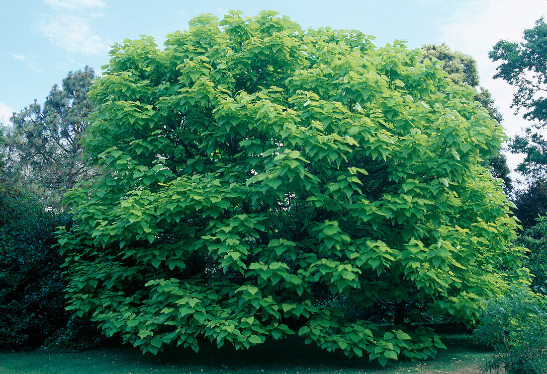 Catalpa bignonioides 'Aurea' (Gelber Trompetenbaum)