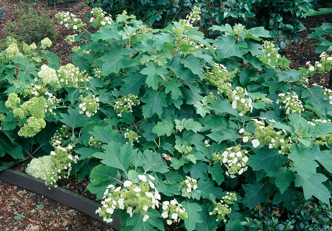 Hydrangea quercifolia 'Sike's Dwarf' (oakleaf hydrangea)