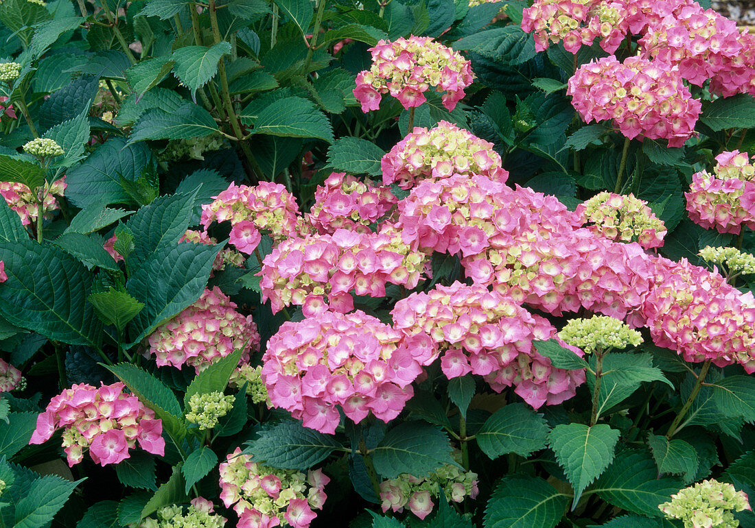 Hydrangea macrophylla 'Altona' (Hydrangea)