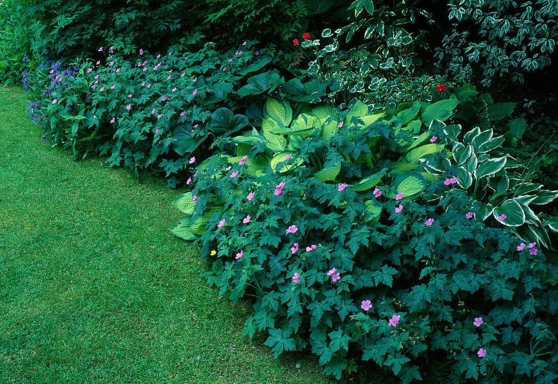 Geranium endressii (Cranesbill), Hosta (Funcias), Pelargonium (Geranium) and Ligularia dentata (Greiskraut, Golden Cob) as pre-planting