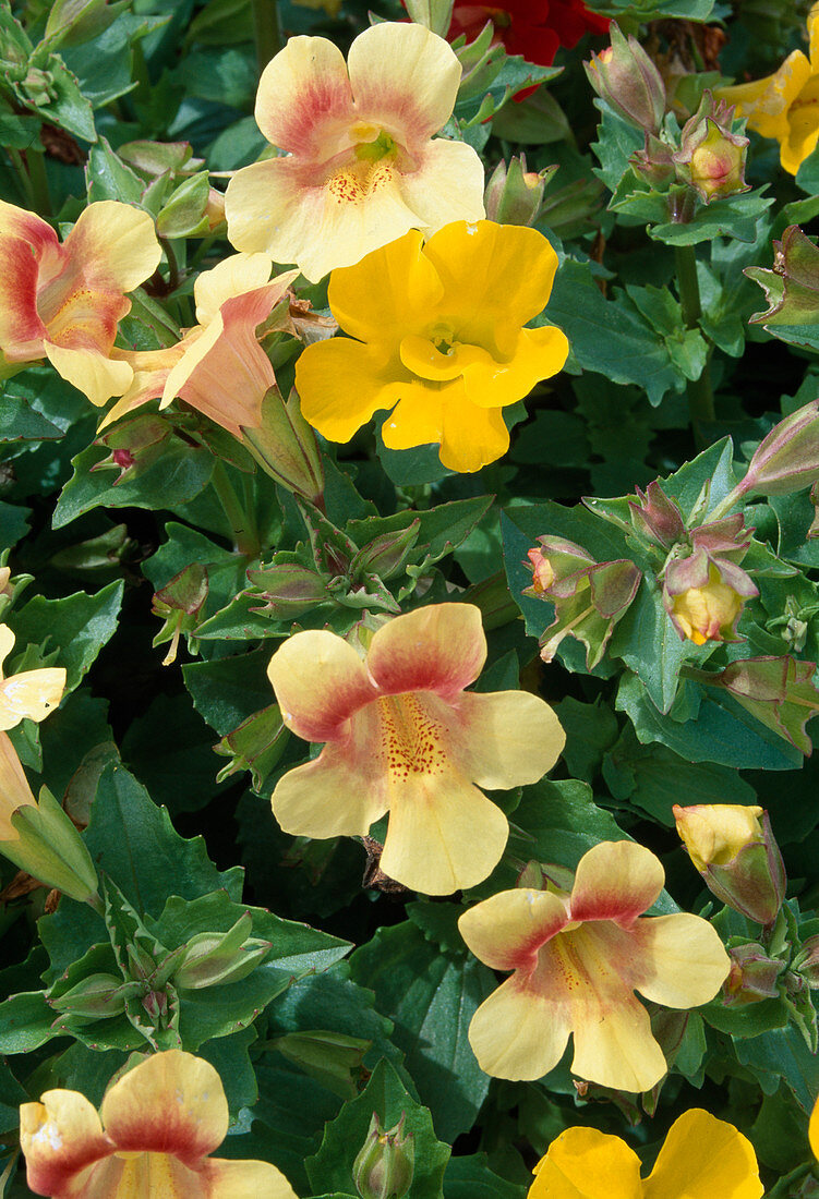 Mimulus 'Magic Mix' (Juggler's flower)