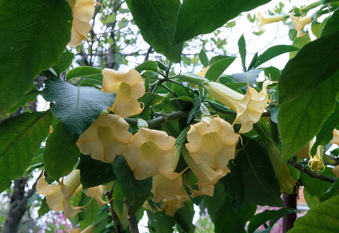 Brugmansia aurea syn. Datura (Angel's Trumpet)