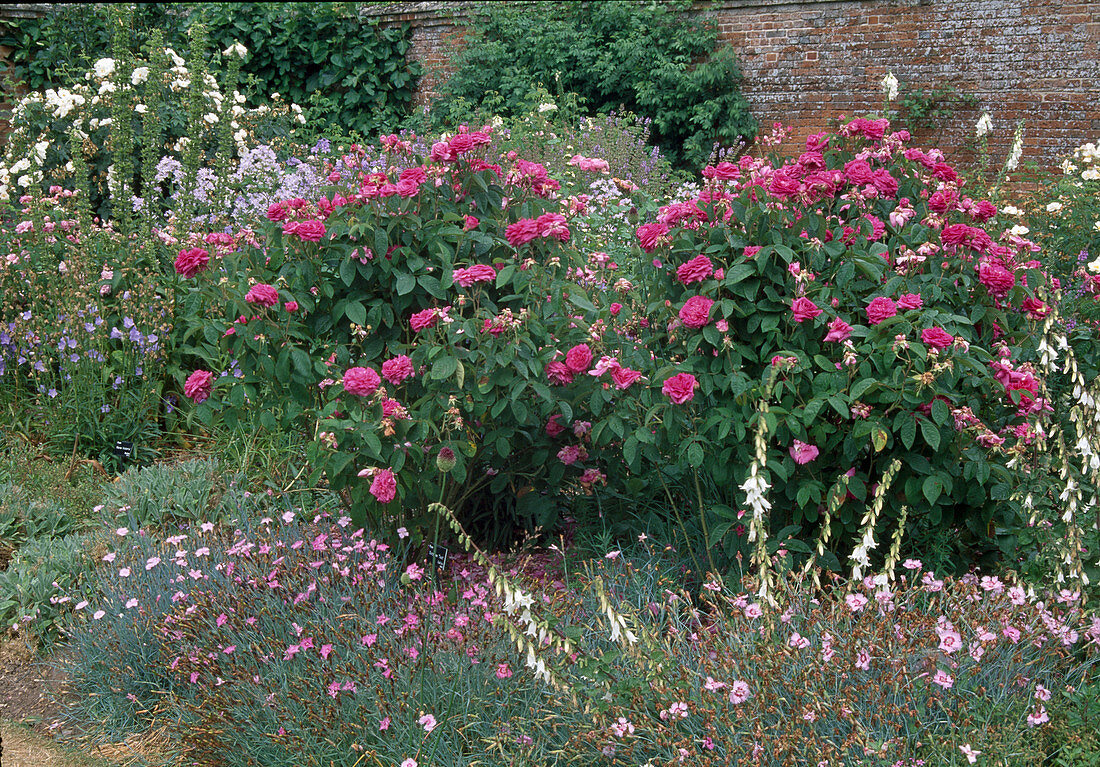 Rosa 'Surpasse Tout' syn. 'Cerisette la Jolie' (Gallica-Rosen), einmalblühend mit starkem Duft, Dianthus caesius (Pfingstnelken) und Campanula (Glockenblumen)