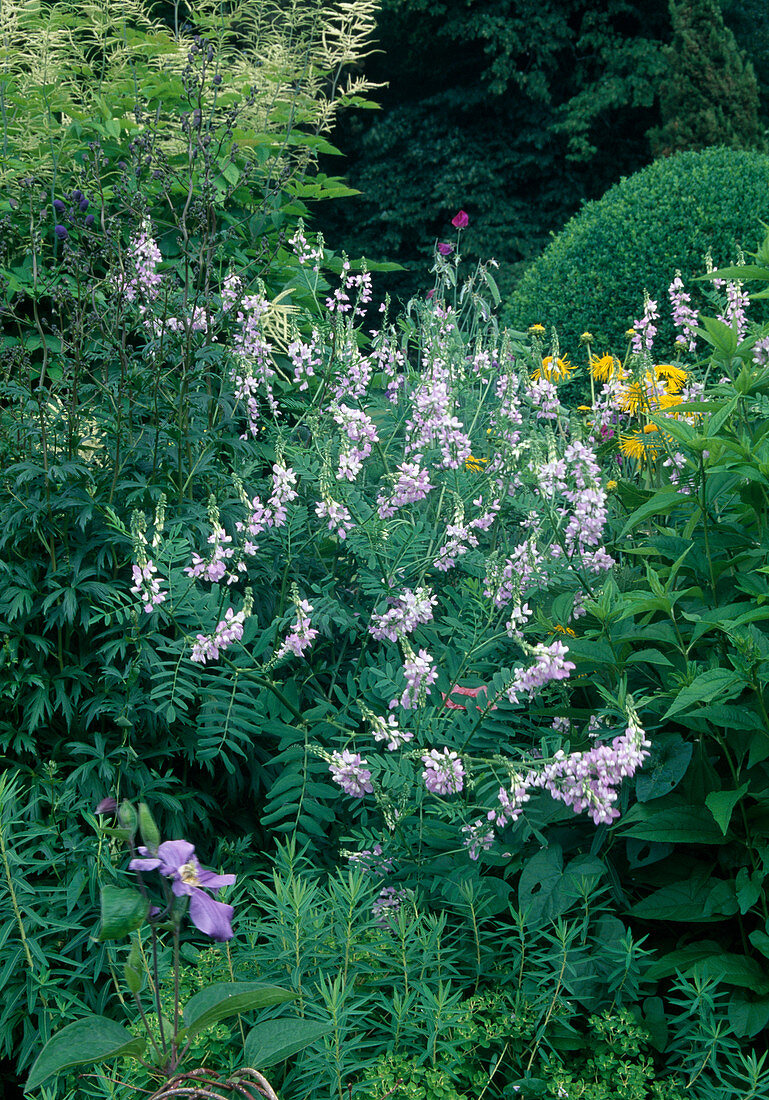 Galega x hartlandii 'His Majesty' (Blue honeysuckle)