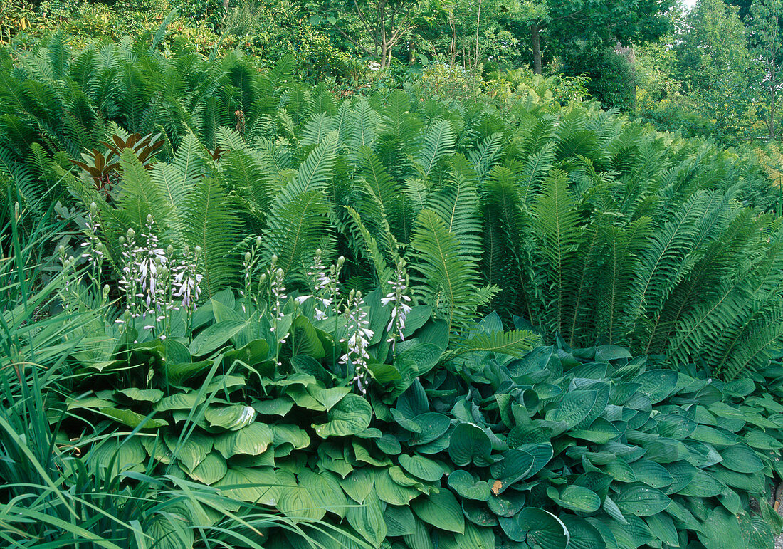 Dryopteris wallichiana (Nepal-Schwarzschuppenfarn), Hosta (Funkien)