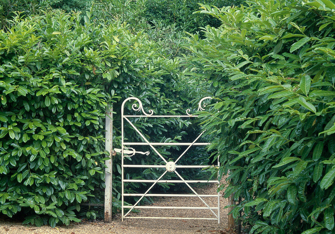 Garden gate out of Prunus laurocerasus (cherry laurel) hedge