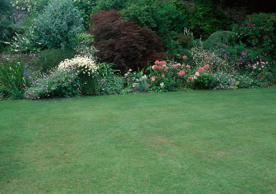 Lawn, bed with perennials and woody plants, Acer palmatum 'Dissectum Garnet' (Japanese Slash Maple)