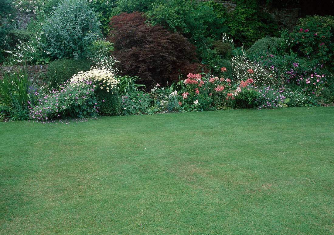 Rasen, Beet mit Stauden und Gehölzen, Acer palmatum 'Dissectum Garnet' (Japanischer Schlitzahorn)